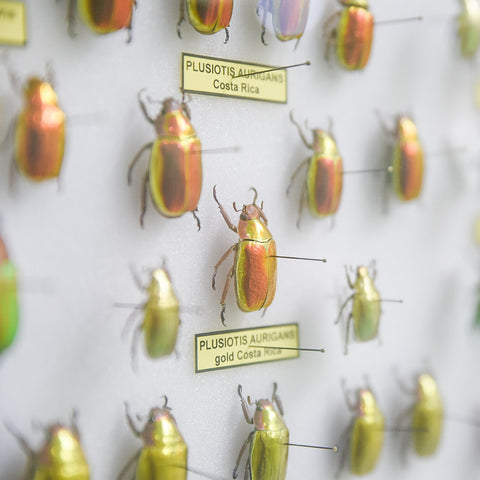 A collection of iridescent and colorful beetles encased in glass. Close up.