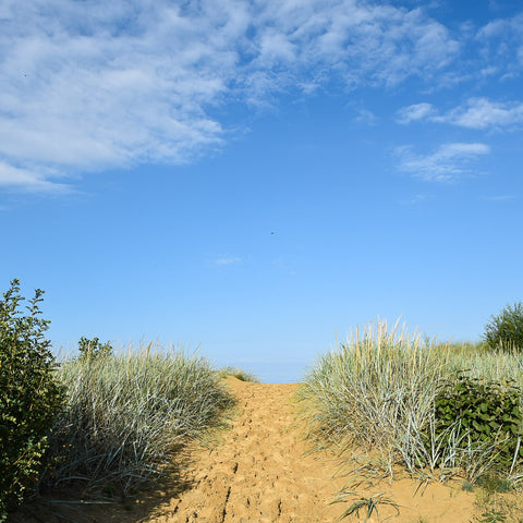 Beachy, sandy pathway with beach grass on the sides, blue sky and clouds. 