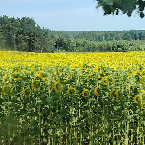 Endless fields of sunflowers and lush forest along the far edge. 