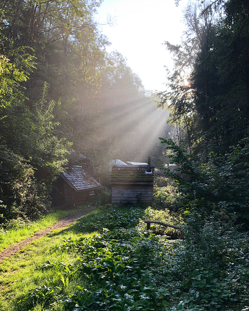 Sunlight rays through the forest and cabins