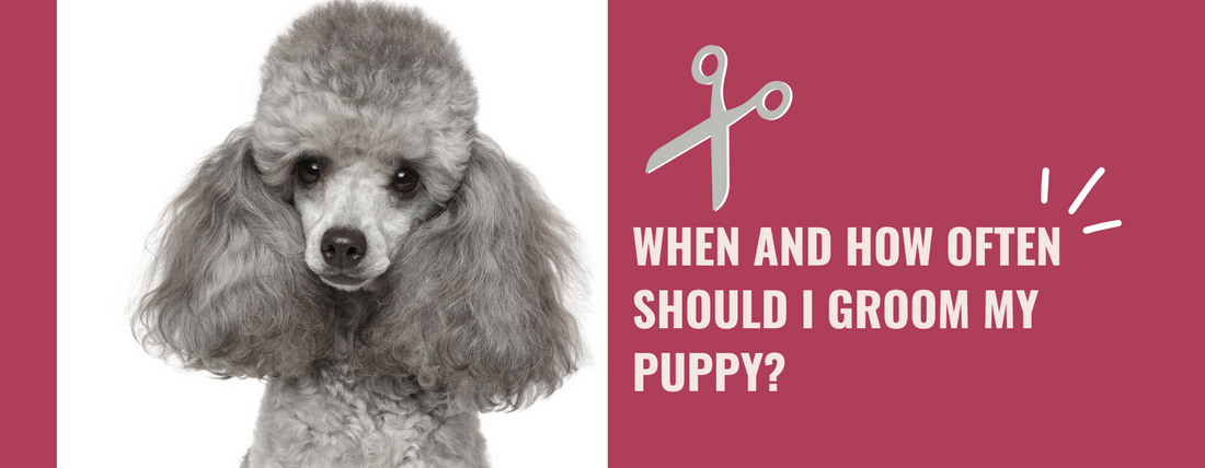 how often should i groom my dog