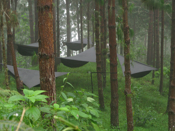 a forest of hammocks