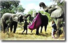 elephants holding hammock