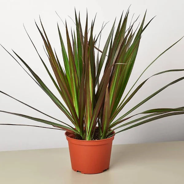 Dracaena 'Marginata'