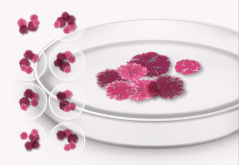Isolated Red Grape Cells in a pea-tree dish.