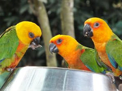 Weighed My Sun Conure Today  Best in Flock - A Parrot Blog