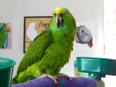 yellow naped amazon rocky