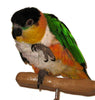 caique