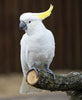 cockatoo