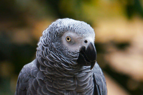 African Grey Parrot