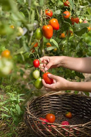 Tomaten ernten