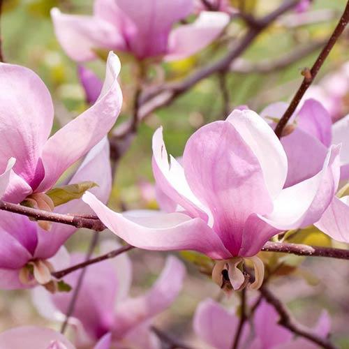 Magnolia George Henry Kern – Three Gates Garden Centre and Nursery