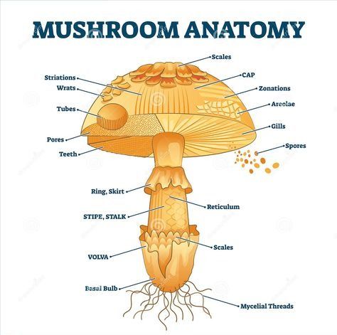 Mycology Glossary