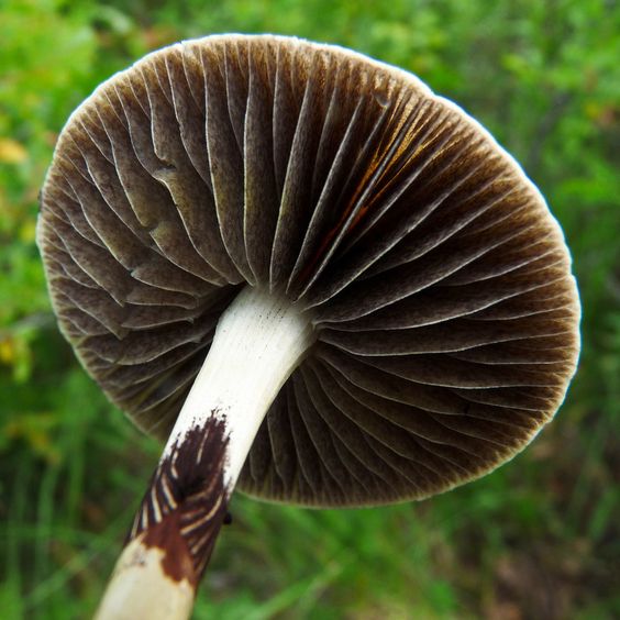 Mycology Glossary