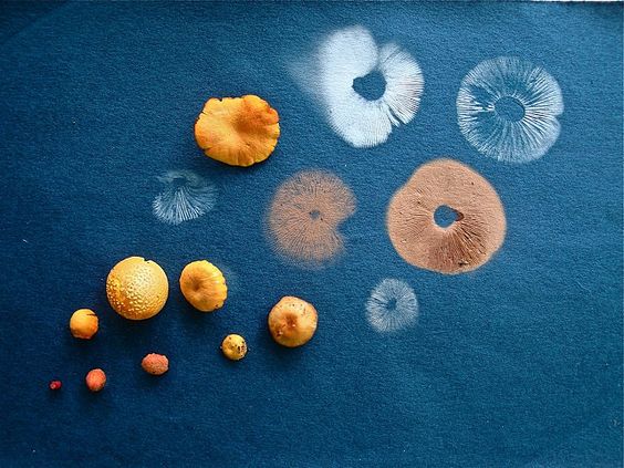 Making Magic Mushroom Spore Prints - The Easy Way