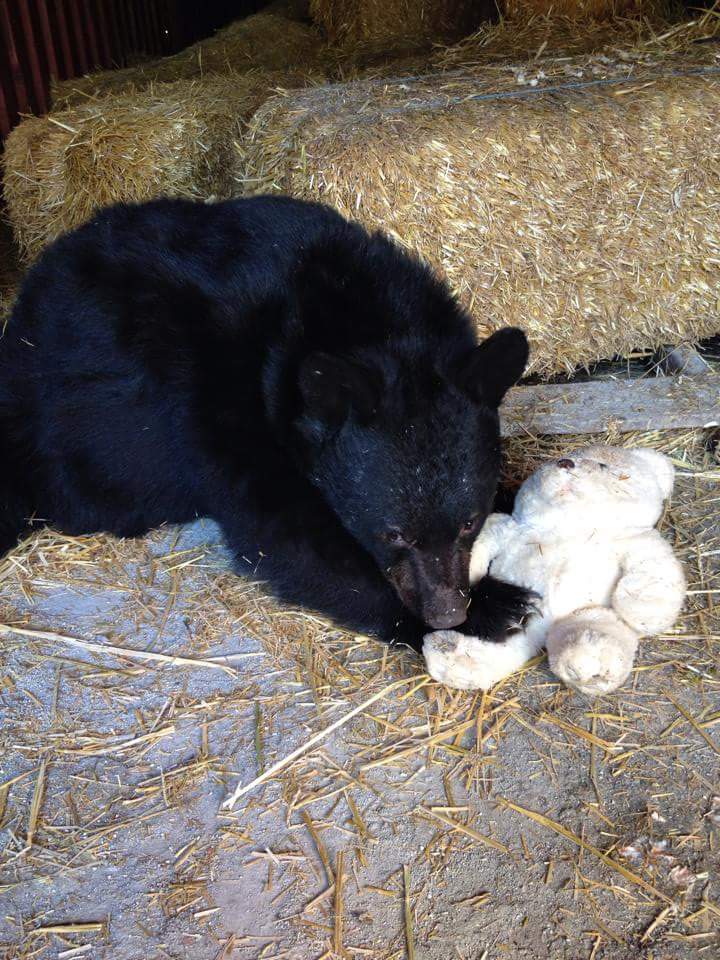 fortress of the bear alaska animal sanctuary 