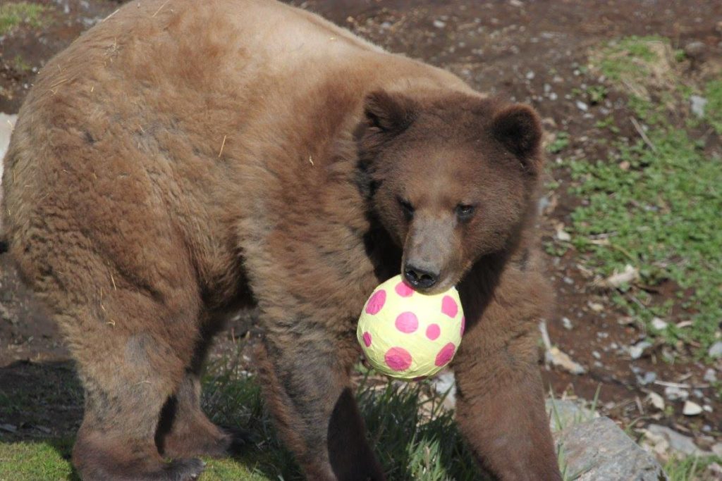 fortress of the bear alaska animal sanctuary 