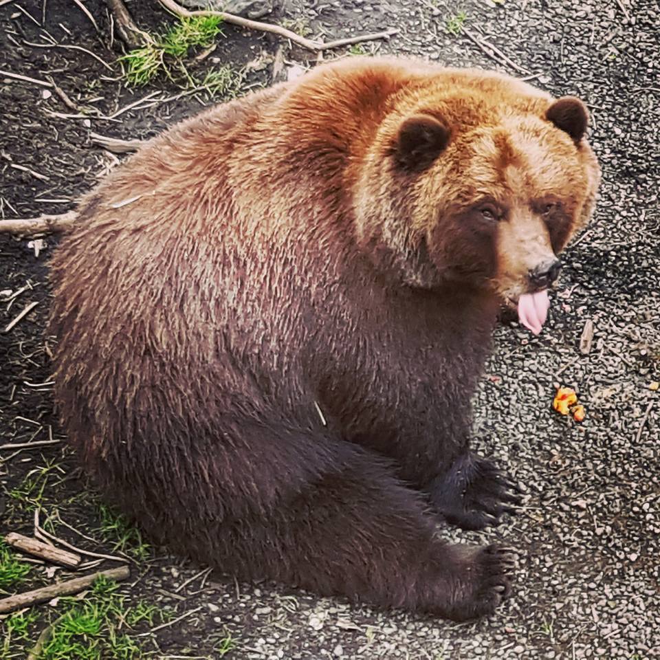 fortress of the bear alaska animal sanctuary 