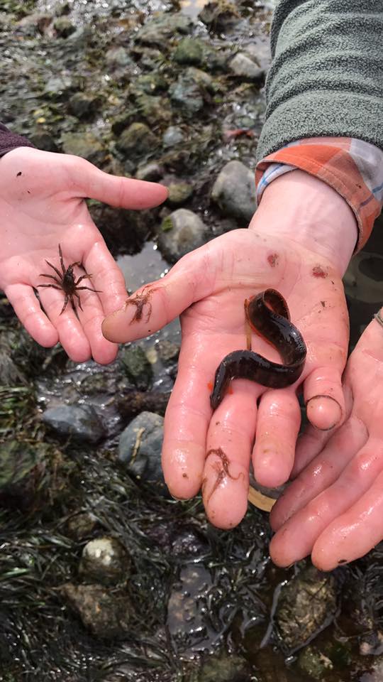 A crab and eel found during low tide prince of wales island