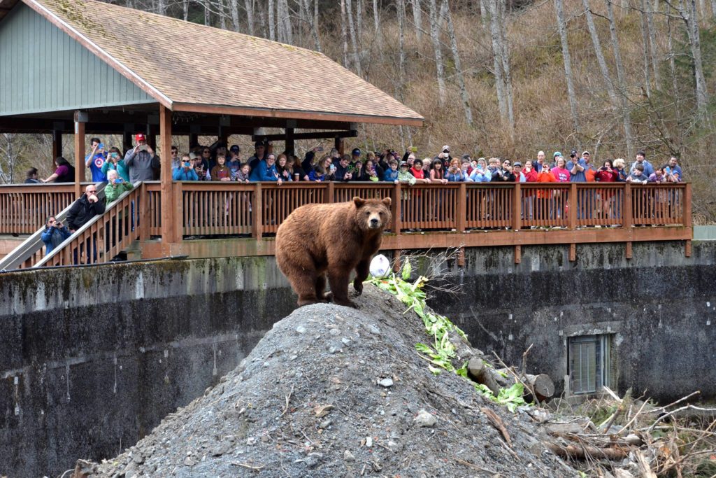 fortress of the bear alaska animal sanctuary 