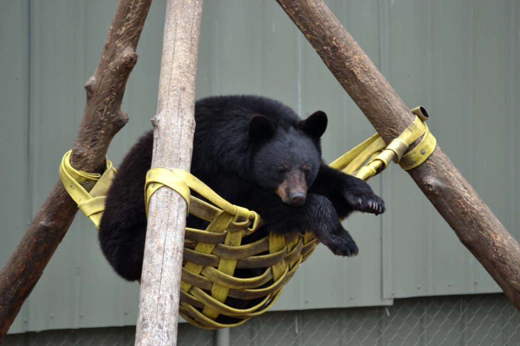 fortress of the bear alaska animal sanctuary 