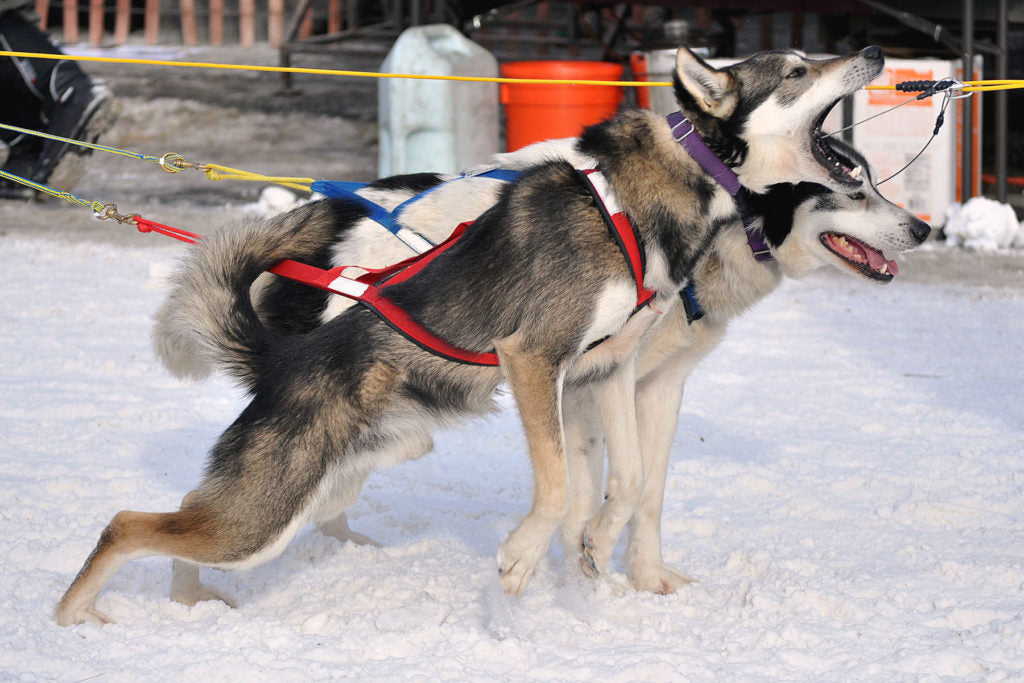 2019 Iditarod Ceremonial Start