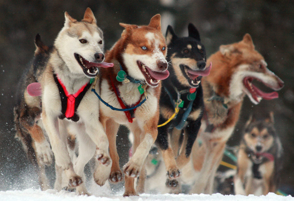 2019 Iditarod Ceremonial Start Dogs