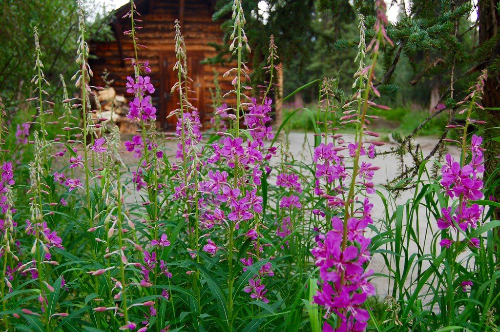 Alaskan wildflowers fireweed