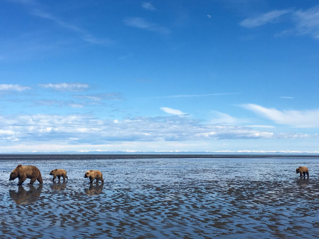 lake clark bear viewing Natron Air