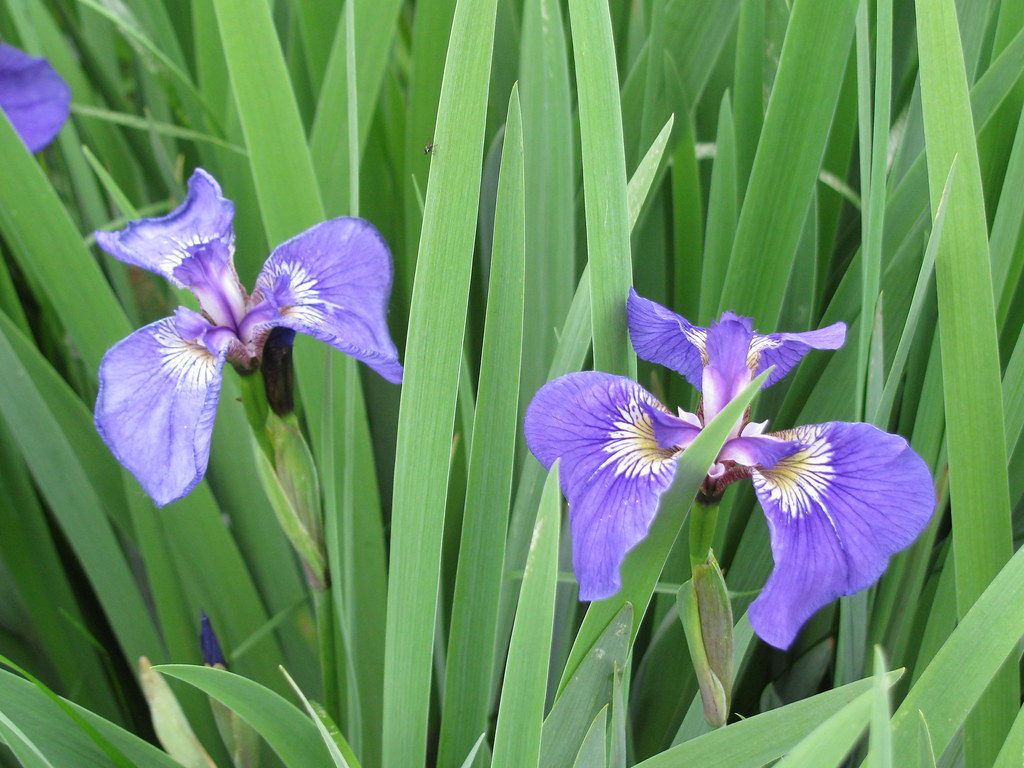 Alaskan wildflowers wild iris