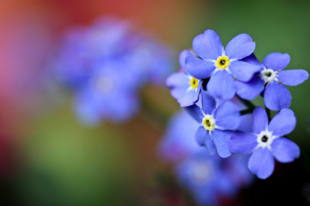 Alaskan wildflowers forget me not