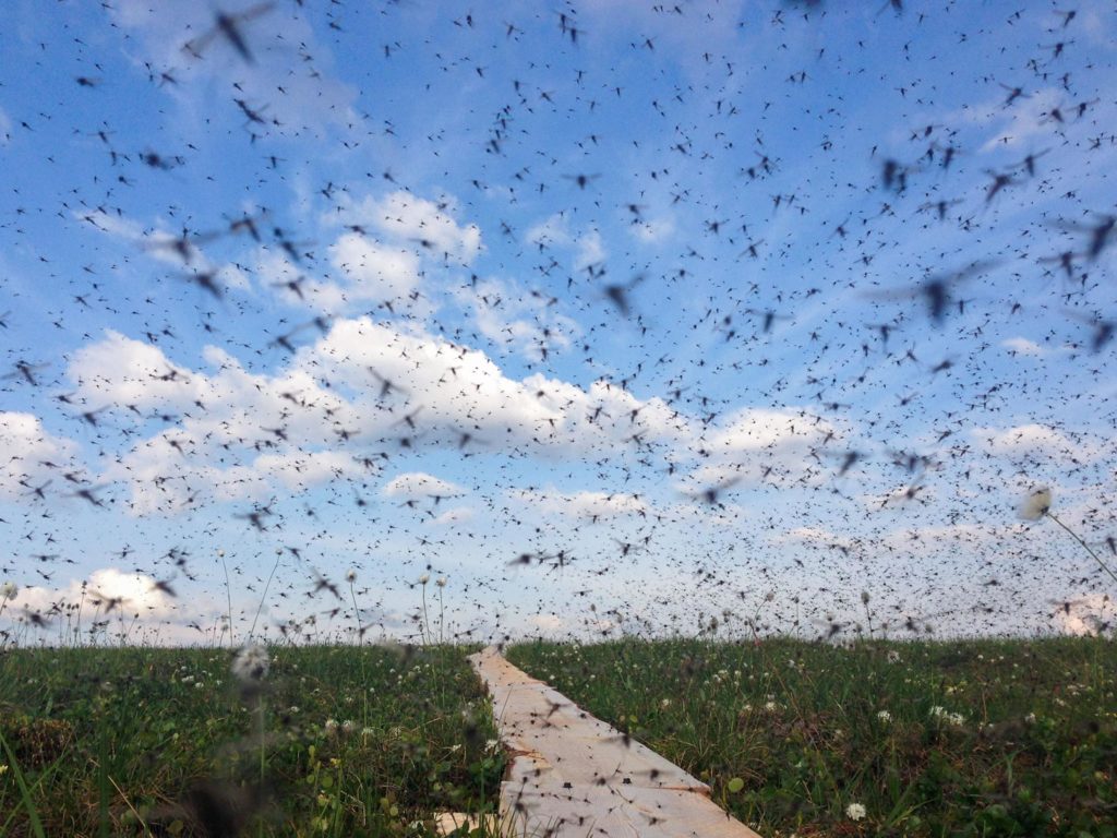 North Slope Alaska Mosquitoes