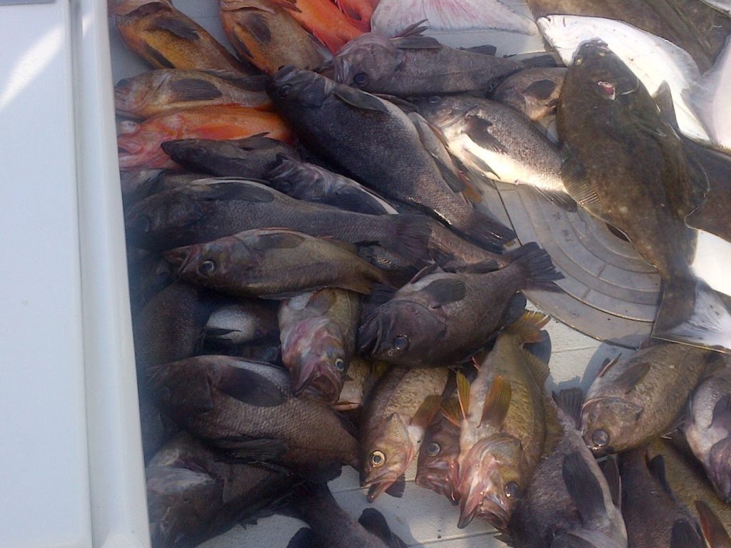 Alaskan Rockfish Black Bass Varieties