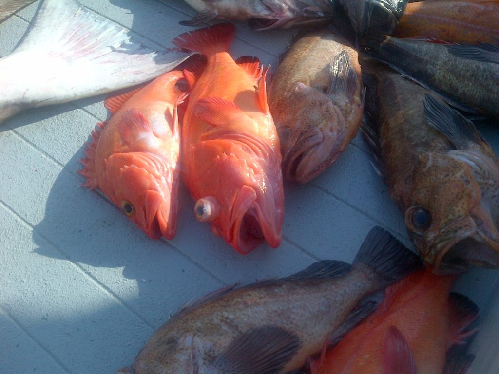 Alaskan Rockfish Varieties