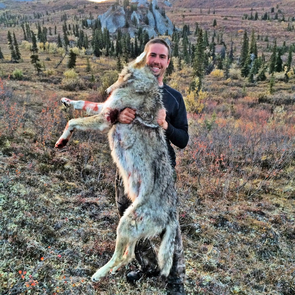Alaskan Wolf Moose Hunt