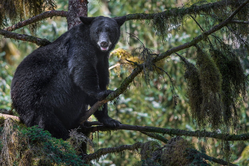 black bear attacks statistics