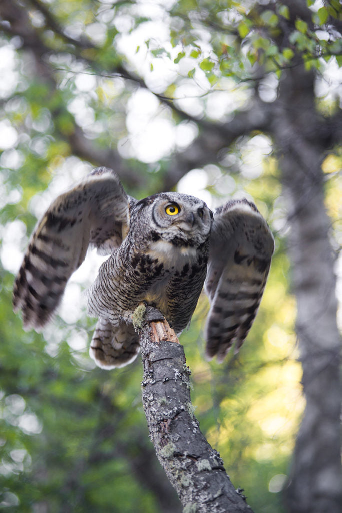 Great Horned Owl