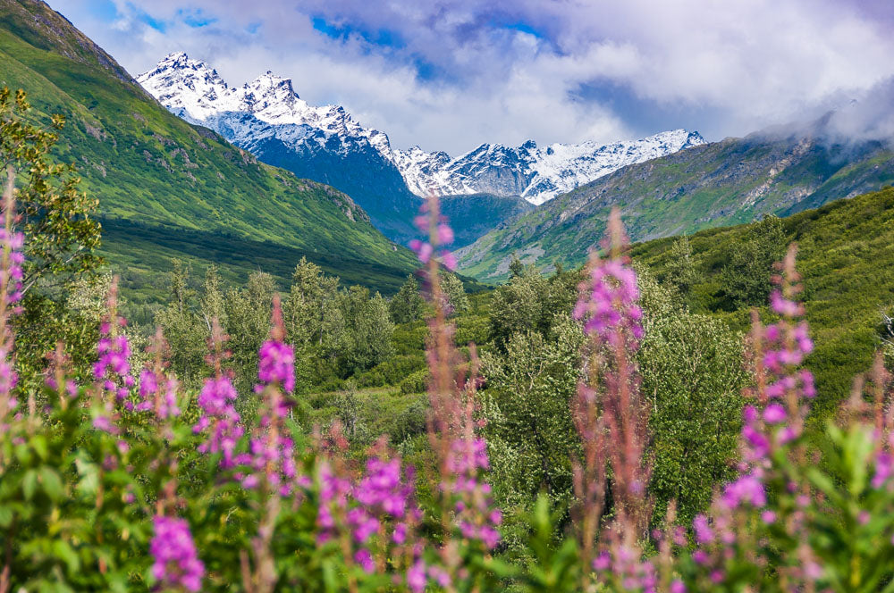 hatcher pass cecil sanders