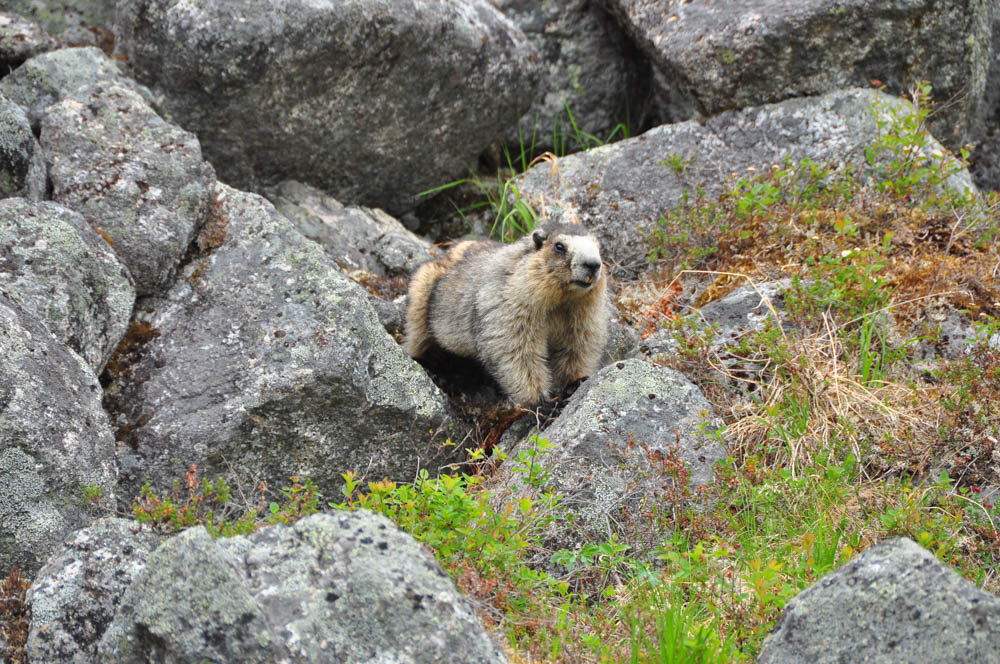 hatcher pass cecil sanders