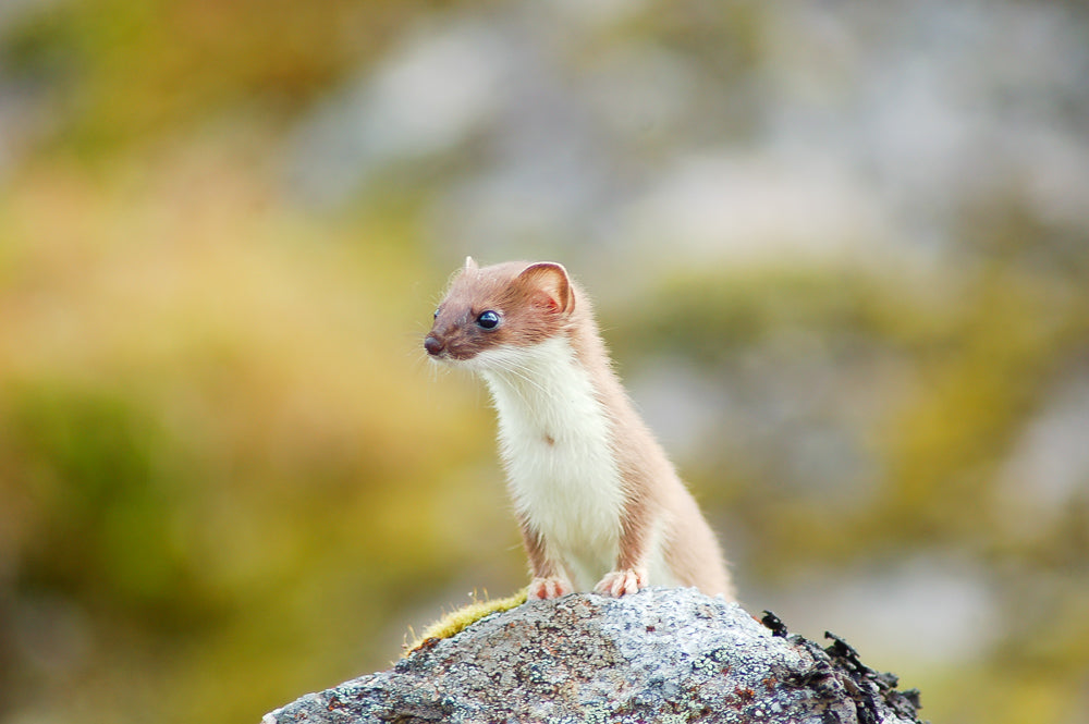 hatcher pass cecil sanders