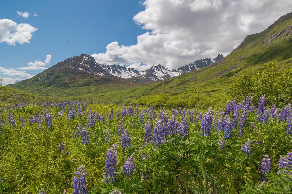 hatcher pass cecil sanders