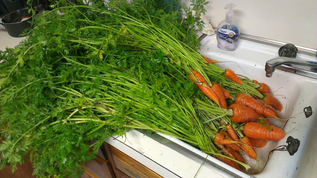 Danver Half Long Carrot Harvest