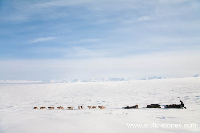 Dog Team Hauling Freight Alaska