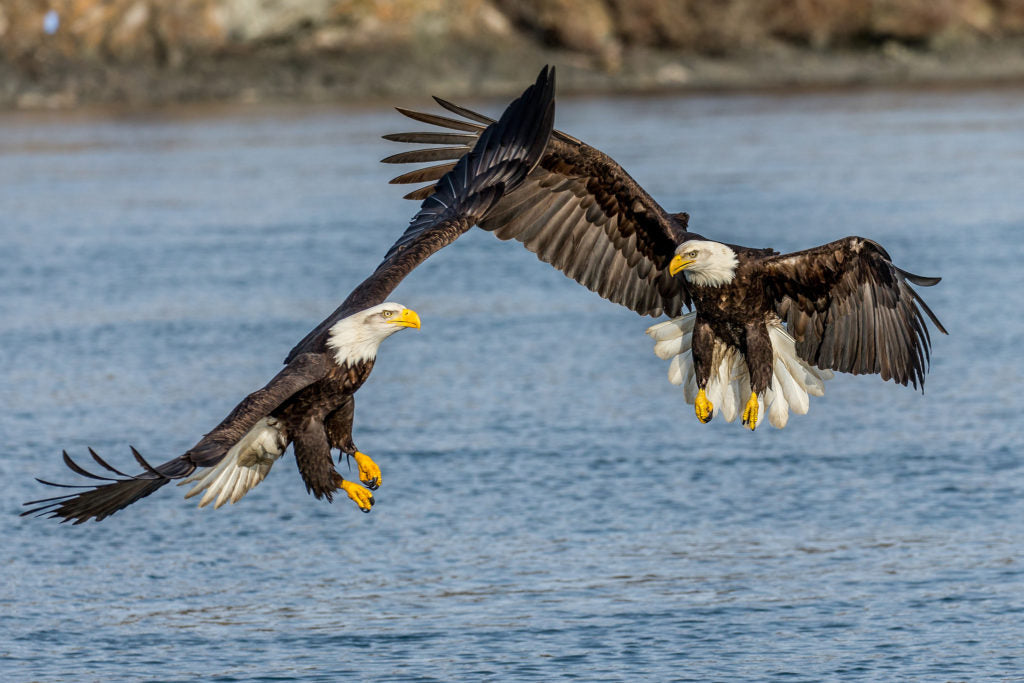 Bald eagles of Admiralty Island