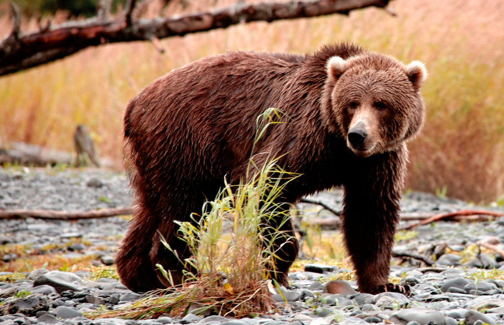 kodiak alaska