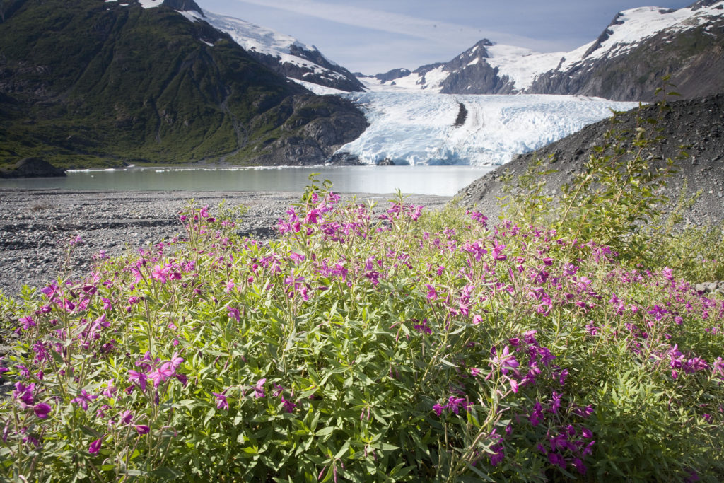 summer in Alaska 