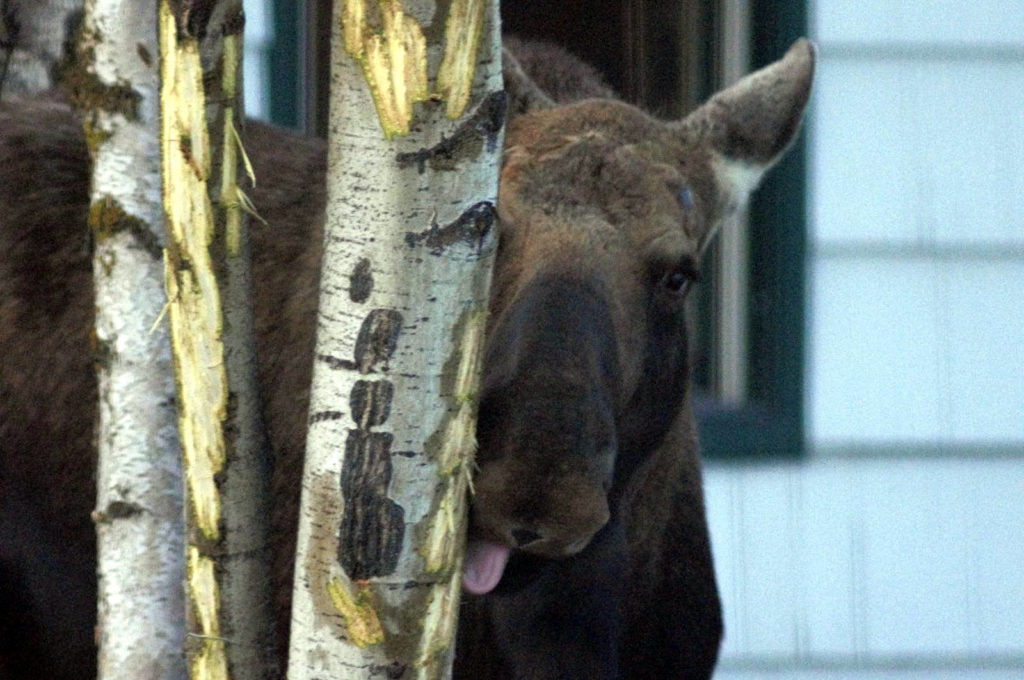 moose at house alaska 