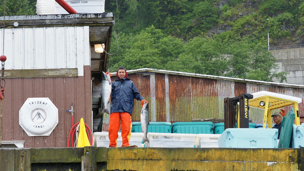 fishing salmon runs alaska 