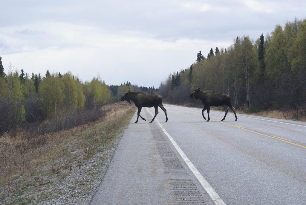 Alaska life 