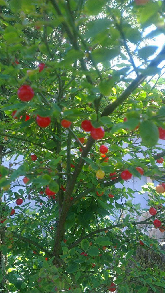 Berries in Alaska 